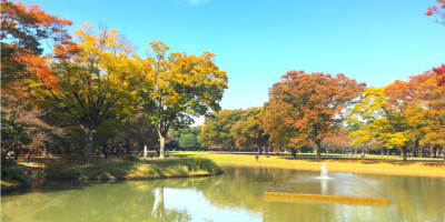 【代々木公園】駐車場案内の決定版！イベント・フェス・レジャーで安い・予約ならここ！